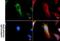 Isocitrate Dehydrogenase (NADP(+)) 2, Mitochondrial antibody, NBP2-43572, Novus Biologicals, Immunocytochemistry image 