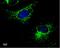Ubiquinol-Cytochrome C Reductase Core Protein 1 antibody, NBP2-43597, Novus Biologicals, Immunocytochemistry image 