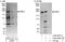 Ubiquitin Protein Ligase E3 Component N-Recognin 1 antibody, A302-988A, Bethyl Labs, Immunoprecipitation image 