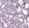 Stromal interaction molecule 2 antibody, NBP1-76791, Novus Biologicals, Immunohistochemistry frozen image 