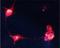 Choline acetyltransferase antibody, NB110-89724, Novus Biologicals, Immunofluorescence image 
