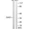 Growth arrest-specific protein 1 antibody, A06815, Boster Biological Technology, Western Blot image 