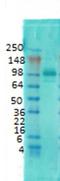 Discs Large MAGUK Scaffold Protein 4 antibody, orb67323, Biorbyt, Western Blot image 