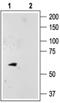Potassium channel subfamily K member 10 antibody, PA5-77608, Invitrogen Antibodies, Western Blot image 