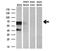 Protein CBFA2T1 antibody, NBP2-73956, Novus Biologicals, Western Blot image 