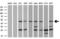 Spliceosome RNA helicase BAT1 antibody, GTX84837, GeneTex, Western Blot image 