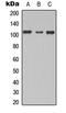TBC1 Domain Family Member 2 antibody, LS-C358348, Lifespan Biosciences, Western Blot image 