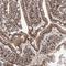 Mesoderm Development LRP Chaperone antibody, HPA039414, Atlas Antibodies, Immunohistochemistry frozen image 