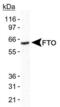 FTO Alpha-Ketoglutarate Dependent Dioxygenase antibody, PA1-46310, Invitrogen Antibodies, Western Blot image 