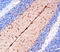 Netrin-4 antibody, AF1132, R&D Systems, Western Blot image 