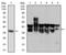 Cyclin Dependent Kinase 2 antibody, AM06741PU-N, Origene, Western Blot image 