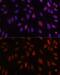 Homeobox protein Hox-B1 antibody, GTX33246, GeneTex, Immunofluorescence image 