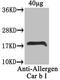 Major pollen allergen Car b 1 isoforms 1A and 1B antibody, orb352349, Biorbyt, Western Blot image 