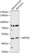 Neuropeptide FF receptor 2 antibody, 13-768, ProSci, Western Blot image 