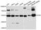 Glutathione-Disulfide Reductase antibody, A01479-2, Boster Biological Technology, Western Blot image 