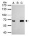 Nuclear receptor subfamily 0 group B member 1 antibody, LS-C185691, Lifespan Biosciences, Immunoprecipitation image 
