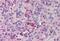 Thrombopoietin antibody, MBS241093, MyBioSource, Immunohistochemistry paraffin image 