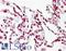Mitogen-activated protein kinase 15 antibody, LS-B7676, Lifespan Biosciences, Immunohistochemistry paraffin image 