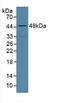 Alkaline Phosphatase, Biomineralization Associated antibody, LS-C314693, Lifespan Biosciences, Western Blot image 