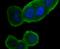 ORAI Calcium Release-Activated Calcium Modulator 1 antibody, NBP2-76955, Novus Biologicals, Immunocytochemistry image 