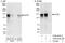 SAFB-like transcription modulator antibody, A302-835A, Bethyl Labs, Western Blot image 