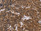 Endothelin 2 antibody, MBS2518418, MyBioSource, Immunohistochemistry frozen image 