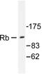 pRb antibody, AP06302PU-N, Origene, Western Blot image 