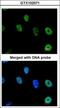 Nuclear RNA Export Factor 1 antibody, GTX102071, GeneTex, Immunofluorescence image 