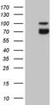 Synaptotagmin Like 4 antibody, TA810588, Origene, Western Blot image 
