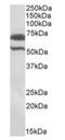 Baculoviral IAP repeat-containing protein 3 antibody, orb125049, Biorbyt, Western Blot image 