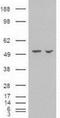 Amylase Alpha 2A (Pancreatic) antibody, NBP1-47659, Novus Biologicals, Western Blot image 