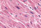 Frizzled-7 antibody, MBS243659, MyBioSource, Immunohistochemistry frozen image 