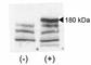Lysine Demethylase 6B antibody, F40551-0.4ML, NSJ Bioreagents, Western Blot image 
