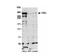 Trio Rho Guanine Nucleotide Exchange Factor antibody, NBP2-32088, Novus Biologicals, Western Blot image 