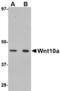 Protein Wnt-10a antibody, LS-C53315, Lifespan Biosciences, Western Blot image 