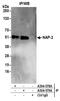 Nucleosome Assembly Protein 1 Like 4 antibody, A304-578A, Bethyl Labs, Immunoprecipitation image 