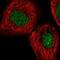 Myoneurin antibody, NBP1-92157, Novus Biologicals, Immunofluorescence image 