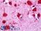 Integrin alpha-7 antibody, LS-B11231, Lifespan Biosciences, Immunohistochemistry frozen image 