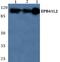 Erythrocyte Membrane Protein Band 4.1 Like 2 antibody, A03718-1, Boster Biological Technology, Western Blot image 
