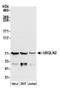 Ubiquilin 2 antibody, A305-370A, Bethyl Labs, Western Blot image 