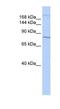 Ubiquitin Protein Ligase E3 Component N-Recognin 1 antibody, NBP1-54976, Novus Biologicals, Western Blot image 