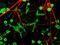 Internexin Neuronal Intermediate Filament Protein Alpha antibody, LS-B10374, Lifespan Biosciences, Immunocytochemistry image 
