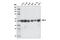 Interferon Regulatory Factor 3 antibody, 11904S, Cell Signaling Technology, Western Blot image 