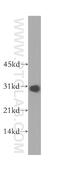 Ribosomal Protein L7 Like 1 antibody, 16707-1-AP, Proteintech Group, Western Blot image 