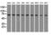 mtHSP70 antibody, LS-C784340, Lifespan Biosciences, Western Blot image 