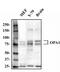 OPA1 Mitochondrial Dynamin Like GTPase antibody, NB110-55290, Novus Biologicals, Western Blot image 