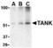 TRAF family member-associated NF-kappa-B activator antibody, TA306341, Origene, Western Blot image 