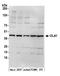 Obg-like ATPase 1 antibody, A305-459A, Bethyl Labs, Western Blot image 
