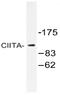 Class II Major Histocompatibility Complex Transactivator antibody, AP20521PU-N, Origene, Western Blot image 