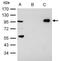 Scm Polycomb Group Protein Homolog 1 antibody, PA5-30454, Invitrogen Antibodies, Immunoprecipitation image 